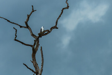 White Bellied Sea Eagle