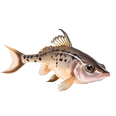 Corydoras isolated on Transparent background, generate ai