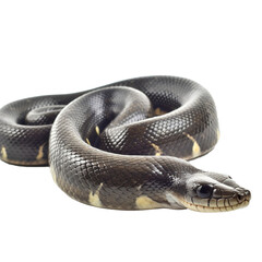 Obraz premium snake isolated on Transparent background, Digital Art, PNG Images, isolated on a white background, Generative AI