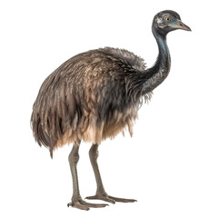 Emu isolated on Transparent background, Digital Art, PNG Images, isolated on a white background, Generative AI