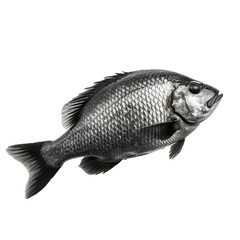 Fish isolated on Transparent background, Digital Art, PNG Images, isolated on a white background, Generative AI