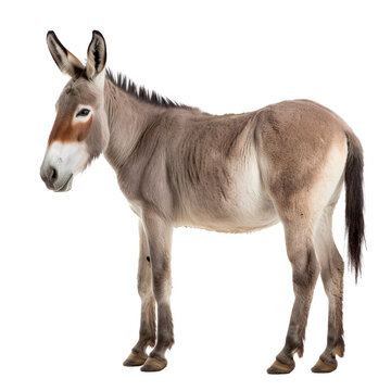 Donkey isolated on Transparent background, Digital Art, PNG Images, generate ai
