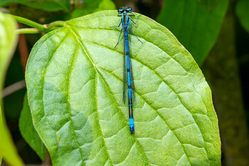 Macro shot of azure damselfly dragonfly