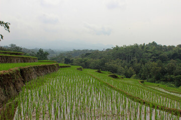 Fototapeta na wymiar A terraced rice field expanse on a bright morning