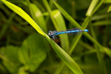 Macro shot of azure damselfly dragonfly