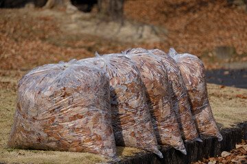 拾い集めて袋詰めされた公園の落ち葉
