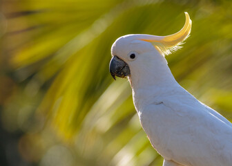 Sulphur crested cockatoo portrait as it looks around with its yellow crest folded. © Shirley and Johan