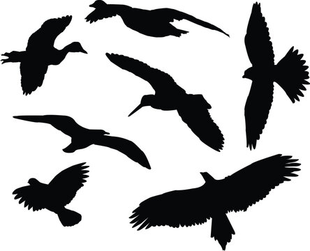 birds silhouettes collection - vector