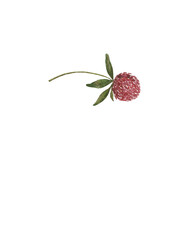 watercolor flower clover. handmade flower on a transparent background for your business. enjoy