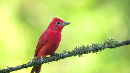 Fototapeta premium close front view of a male summer tanager perched on a branch