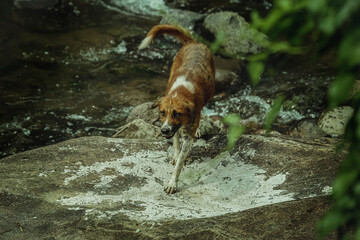 Fototapeta premium Dog on the walk