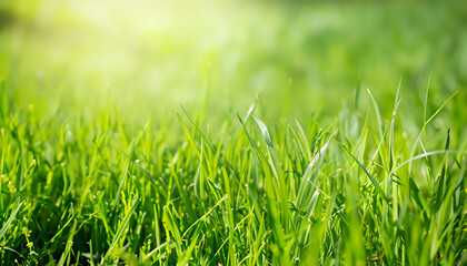 grass, Fresh green grass background in sunny summer day. wallpaper, Blurred nature background, . A natural spring garden background of fresh green grass for product display, background