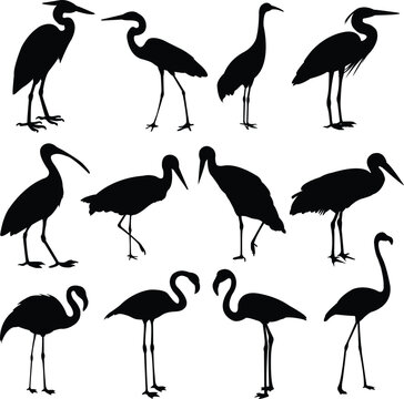 storks, cranes and flamingos silhouettes - vector