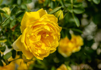 Golden celebration rose flowers on green leaves background