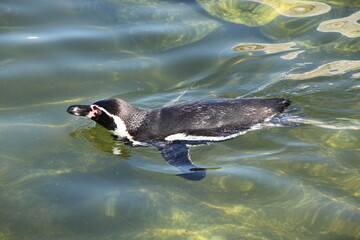 Naklejka premium humboldt penguin (Spheniscus humboldti) swimming in clear water