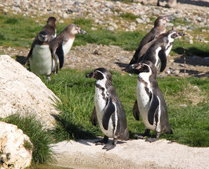 humboldt penguin colony (Spheniscus humboldti) 