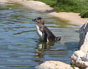 humboldt penguin (Spheniscus humboldti) goes into water