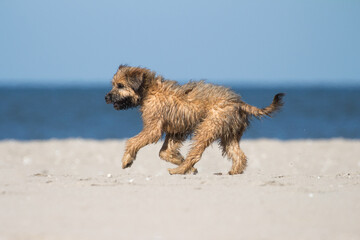 Catalan Sheepdog running on the beach