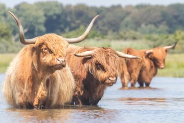 Foto op Canvas Black and red Highland cows in the Dutch Dunes  © Anne