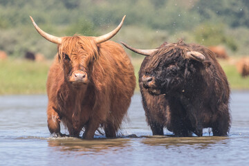 Black and red Highland cows in the Dutch Dunes
