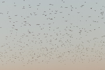 Starlings dancing by sunset