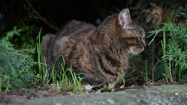 Young striped cat exploring in the nature..