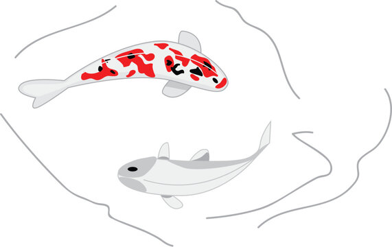 two vector koi carps: black and red spotted and white