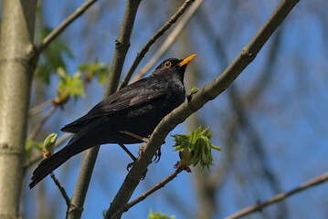 A blackbird bird sits on a branch against a blue sky. Little songbird. Thrush. City birds. Krakow, Poland.