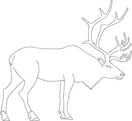 The deer drawn by a contour on a white background