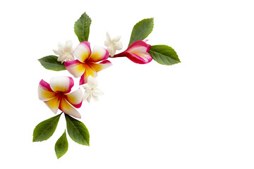  jasmine, frangipani flowers local flora of asia arrangement flat lay postcard style