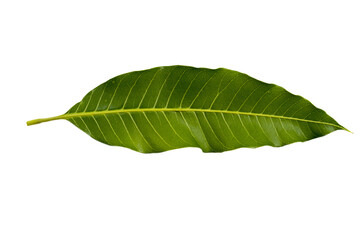 mango leaf arrangement flat lay style 