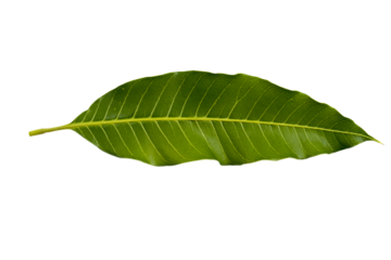 mango leaf arrangement flat lay style 