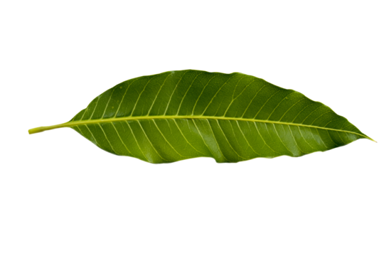 mango leaf arrangement flat lay style 