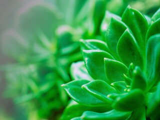 A succulent plant called Echeveria elegans with beautiful green leaves like emeralds