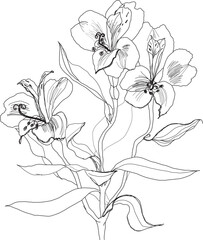 Alstrameriya flower pen drawing on white background