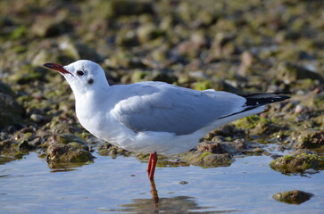 Möwe am Meer
