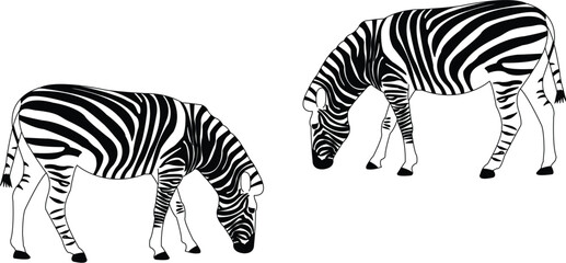 Fototapeta na wymiar zebras - vector