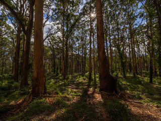 path in the forest