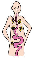Fototapeta premium An image of a person with a healthy digestive system.