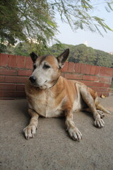 Homeless chubby dog sitting in the park, Stray dog depressingly sitting alone, Abandoned hungry dog on the street
