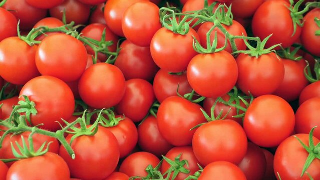 Red tomato harvest top view 