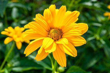 Fine wild growing flower aster false sunflower on background meadow
