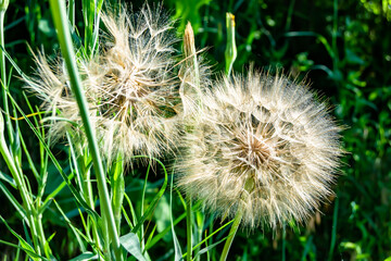Beautiful wild growing flower seed dandelion on background meadow