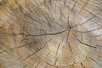 Beautiful wooden fracture old oak, natural texture close up