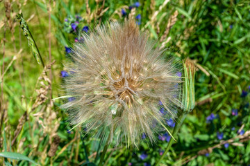 Beautiful wild growing flower seed dandelion on background meadow
