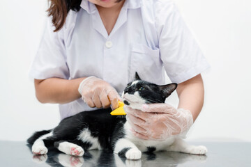 Female veterinarian use combing cat with brush