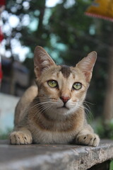 Fototapeta premium Adorable stray kitten sitting in the market, Homeless cute cat sitting lonely and starving
