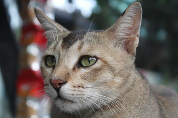 Adorable stray kitten sitting in the market, Homeless cute cat sitting lonely and starving
