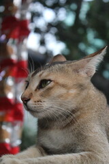 Adorable stray kitten sitting in the market, Homeless cute cat sitting lonely and starving