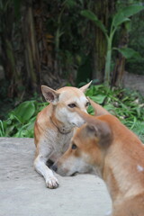 Homeless dog sitting on the roadside, Abandoned dog peacefully waiting for food, stray dog starving at the park
